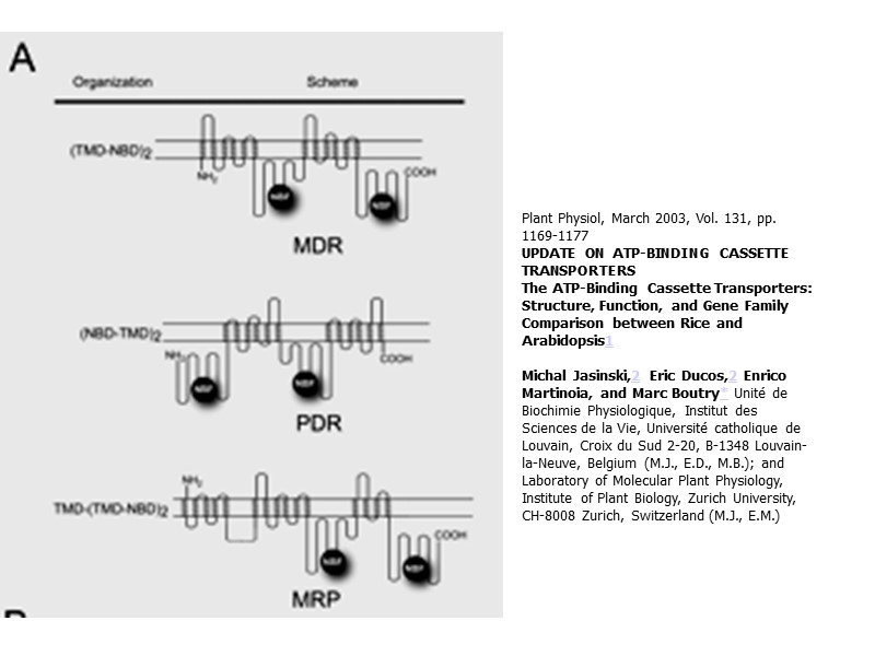 Plant Physiol, March 2003, Vol. 131, pp. 1169-1177  UPDATE ON ATP-BINDING CASSETTE TRANSPORTERS